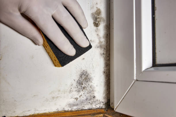 Best Environmental Consulting for Mold Prevention  in East Valley, NV